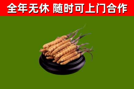 云安区回收散虫草
